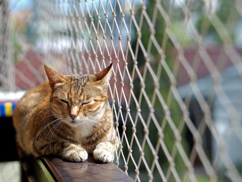 Telas de segurança para pets em Campinas