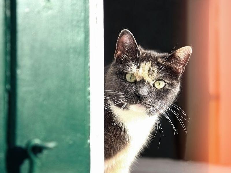 Redes de proteção para crianças em Campinas