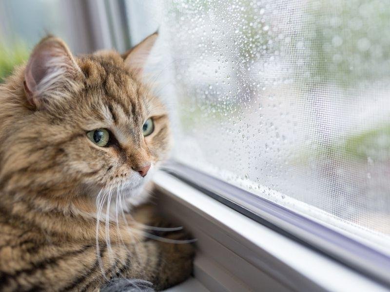 Instalação de rede de proteção em Campinas